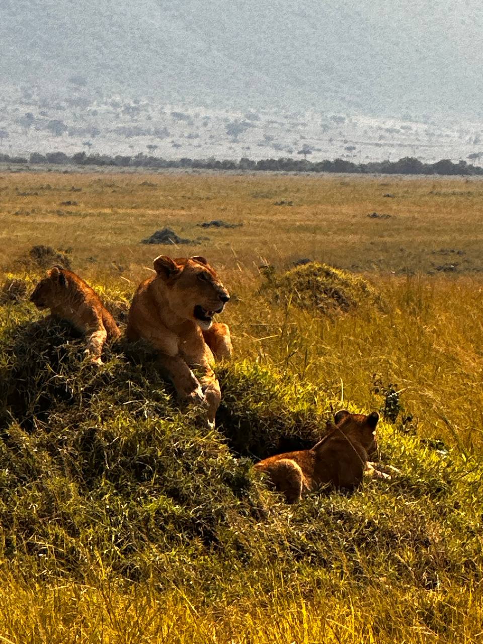 Naboisho Conservancy